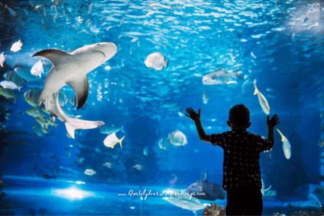Acuario Interactivo Cancun - Tiburon