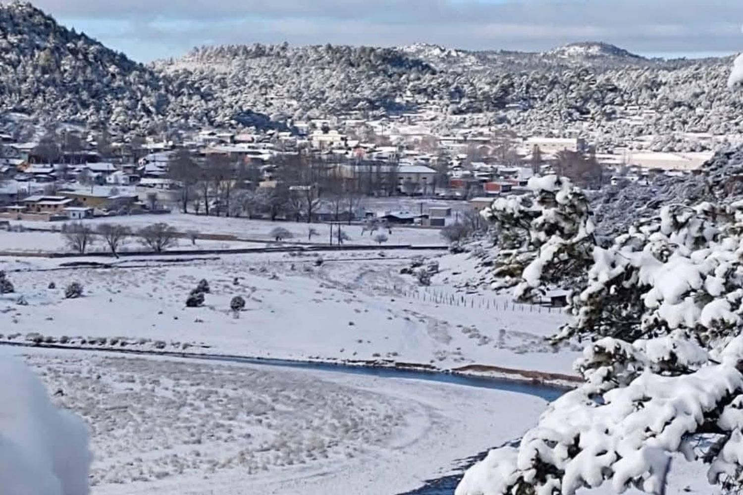 Chihuahua con nieve