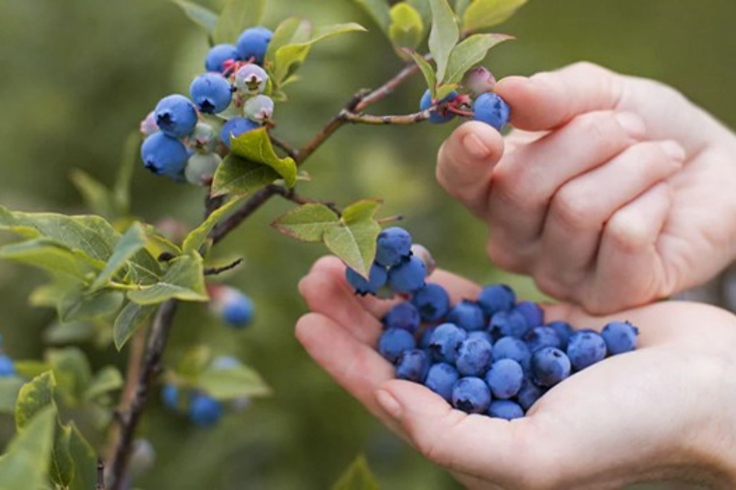 Cosecha de Berries