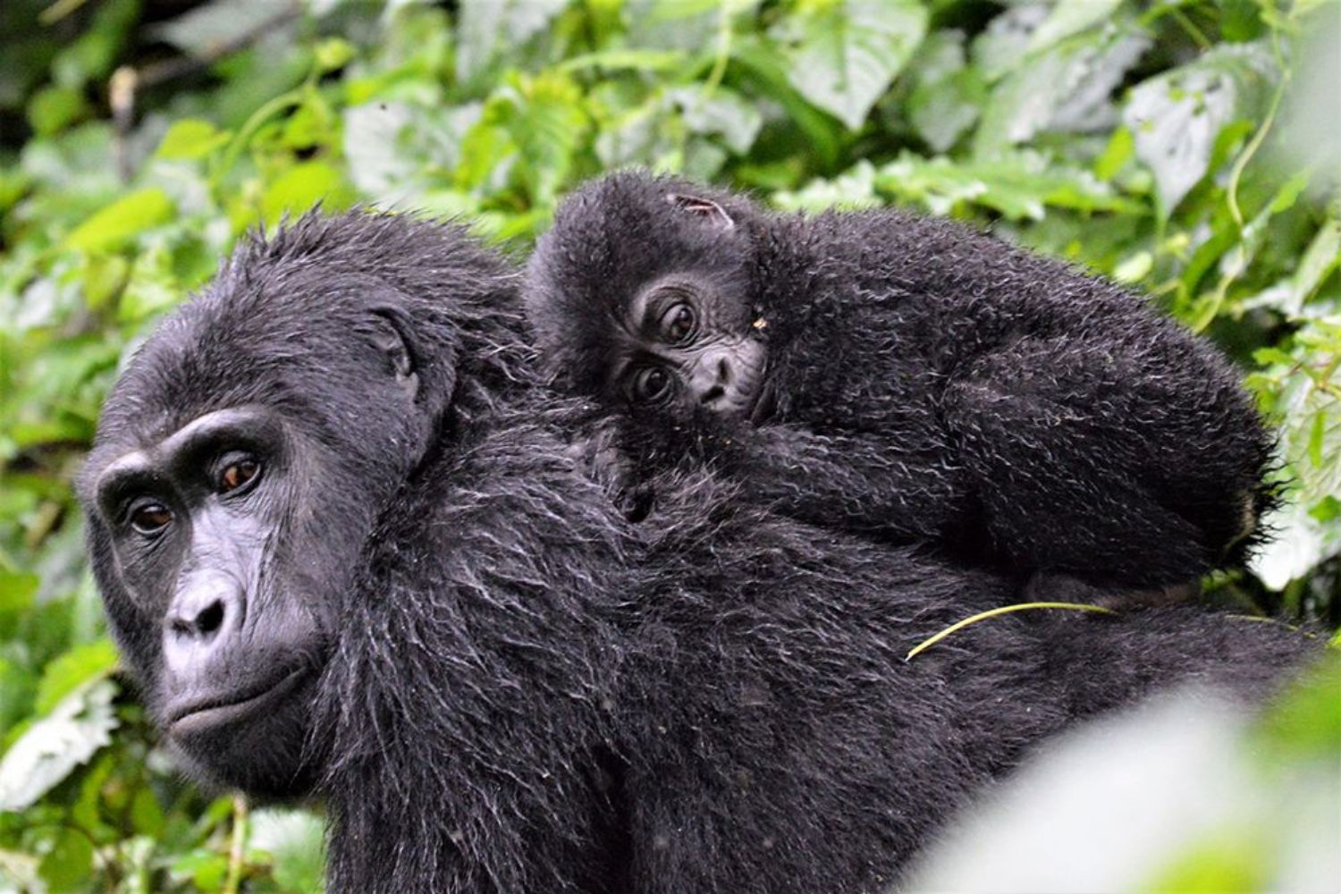 Gorilas, Uganda, África