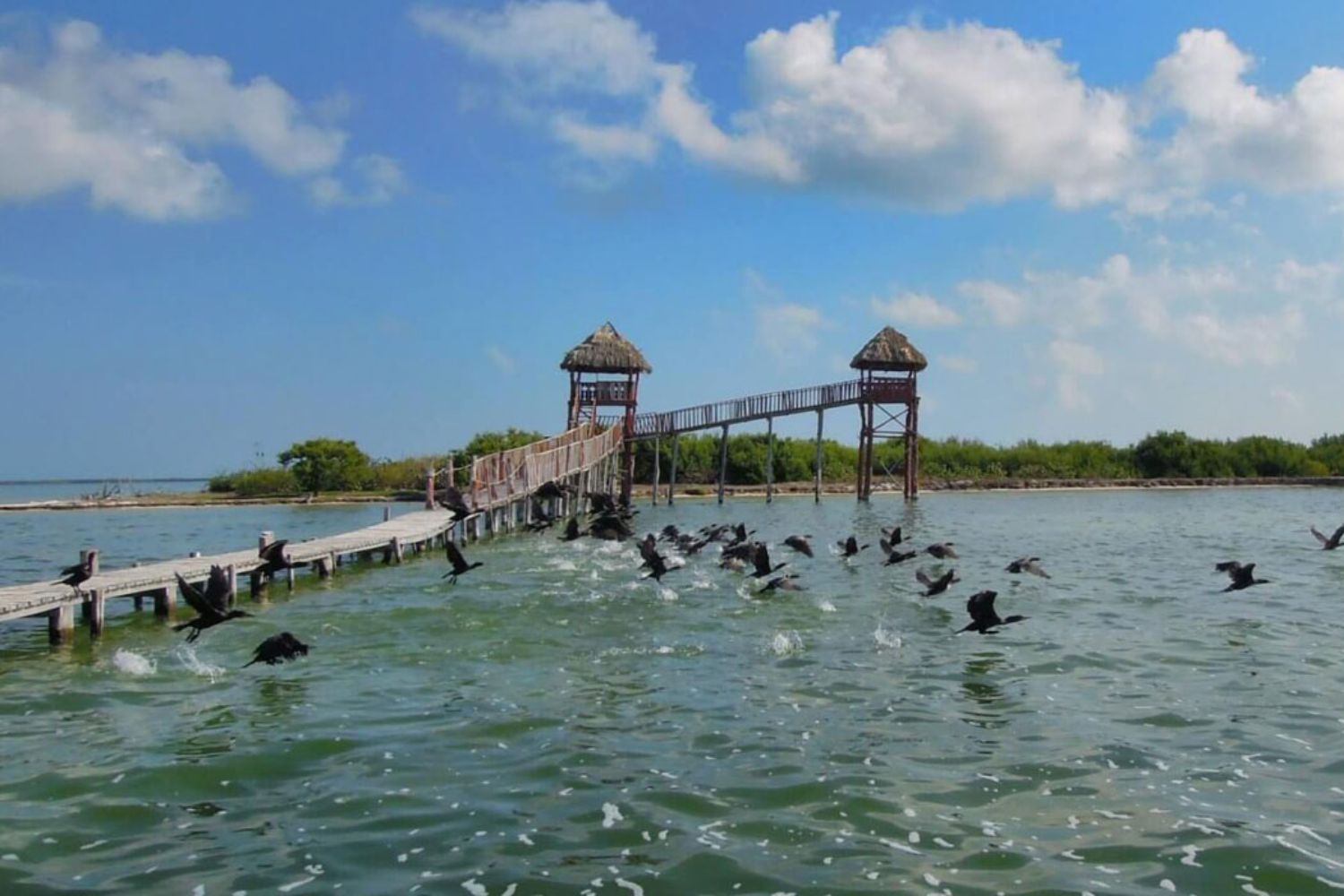 Isla pájaros, Holbox