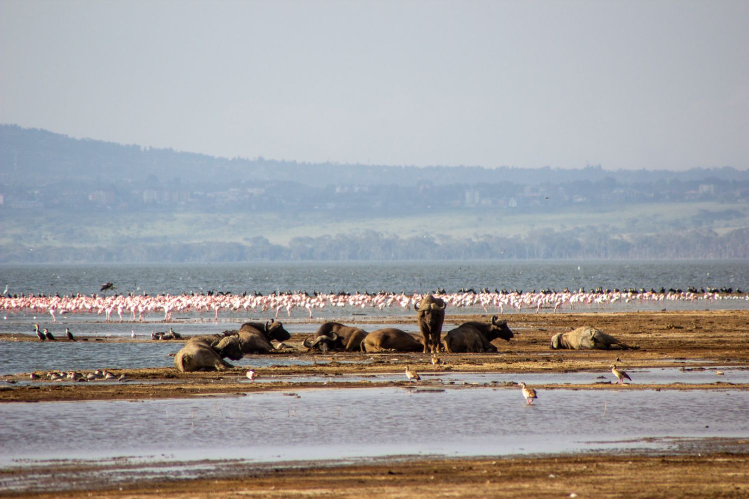 Lago Nakuro Kenia