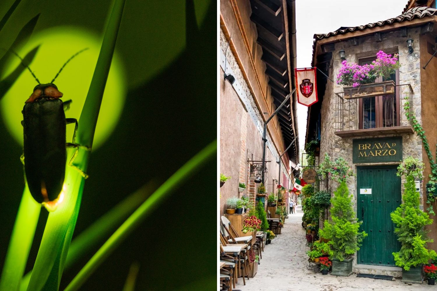 Luciernagas y Val´quirico