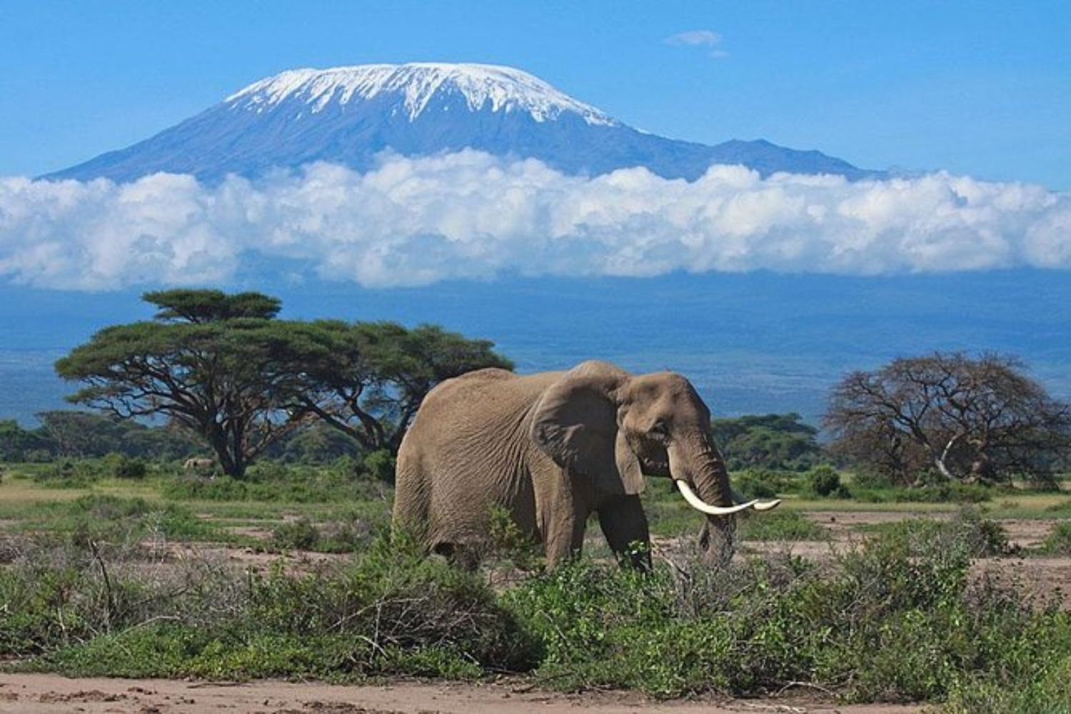 Maasai Mara, Kenya