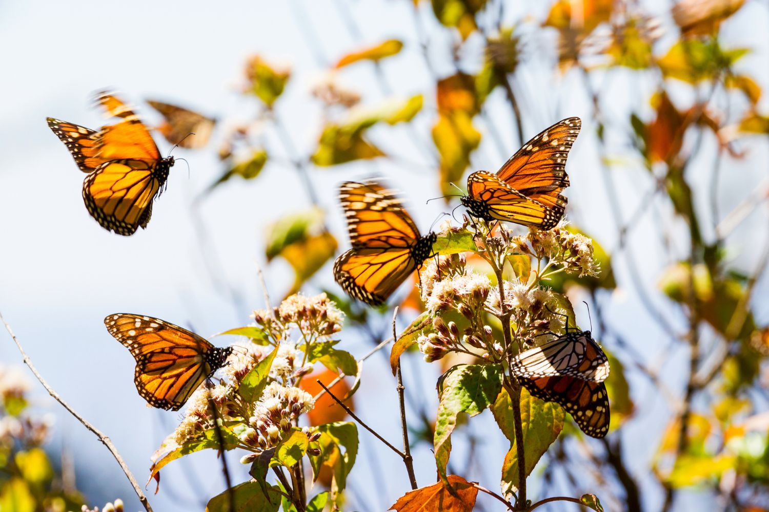 Mariposas Monarca