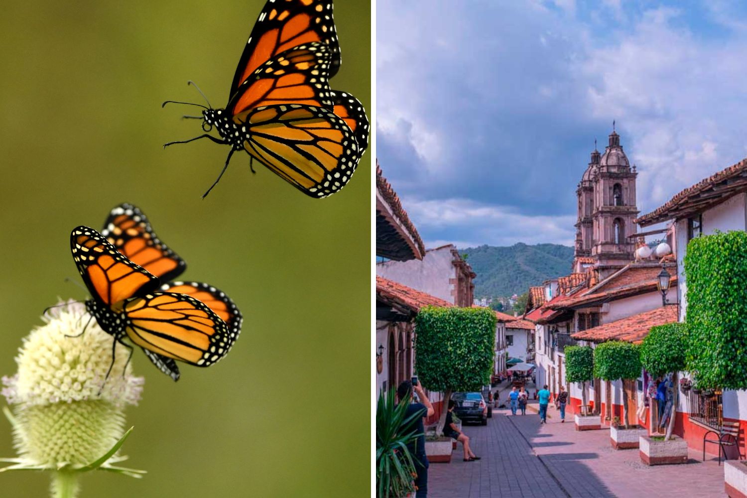 Mariposas Monarca y Valle de Bravo