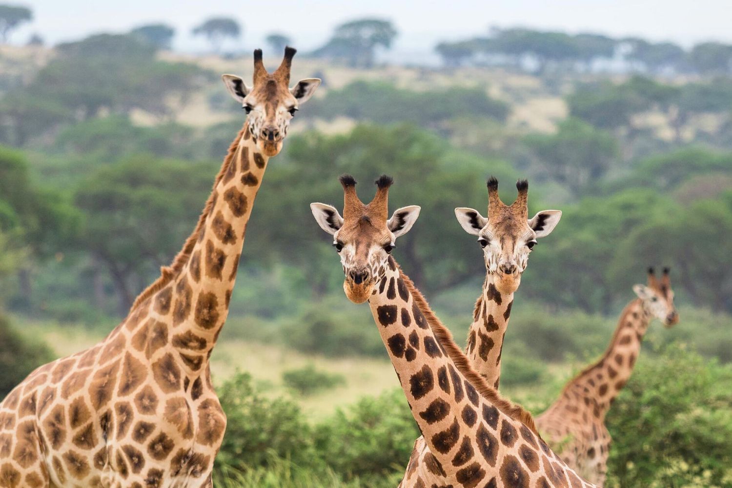 Parque Nacional de la Reyna Elizabeth, Uganda